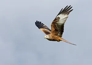 Raptor Prints: Red Kite Milvus milvus Mid Wales