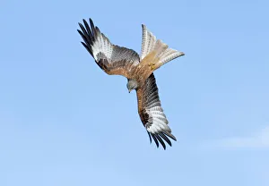 Wildlife Prints: Red Kite Milvus milvus Mid Wales March