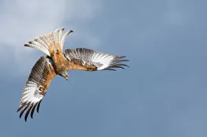 Red Kite Milvus milvus Mid Wales March