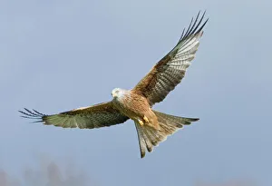 Bird Prints: Red Kite Milvus milvus Mid Wales UK March