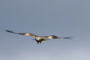 Red Kite Milvus milvus Mid Wales winter