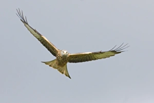 Red Kite Milvus milvus Mid Wales winter