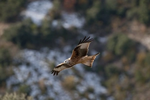 Red Kite Milvus milvus Spain winter
