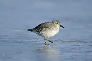 Knot Prints: Red Knot Calidris canutus on iced over pool Cley Norfolk winter