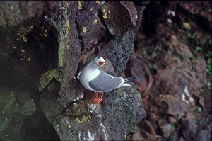 Red-legged kittiwake St Paul Pribilof Islands Alaska