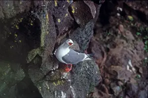 Alaska Prints: Red-legged kittiwake calling from cliff on St Paul Pribilof Islands Alaska