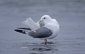 Red-legged kittiwake St Paul Pribilof Islands Alaska