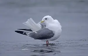 Red-legged Kittiwake St Paul Island Pribilofs Alaska
