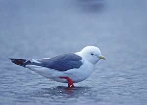 Red-legged kittiwake St Paul Pribilof Islands Alaska