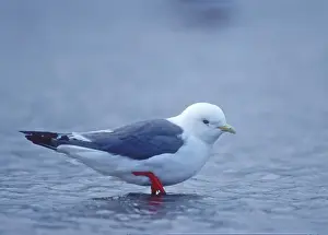 Red-legged kittiwake St Paul Pribilof Islands Alaska