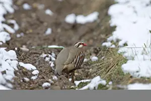 Partridge Prints: Red-legged Partridge Alectoris rufa on farmland in winter Norfolk