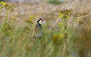 Red-legged Partridge Alectoris rufa in grassland Norfolk summer