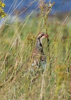 Red-legged Partridge Alectoris rufa in grassland Norfolk summer Red-legged Partridge Alectoris rufa in grassland Norfolk summer