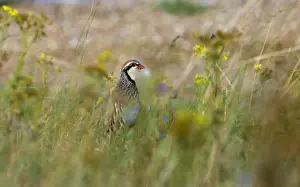 Red-legged Partridge Alectoris rufa in grassland Norfolk summer
