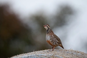 Red-legged Partridge Alectoris rufa on hay bale Norfolk