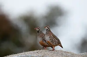 Red-legged Partridge Alectoris rufa on hay bale Norfolk