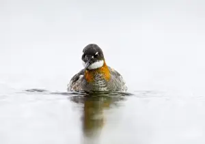 Red Necked Phalarope Prints: Red-necked Phalarope female Loch Funzie Shetland June