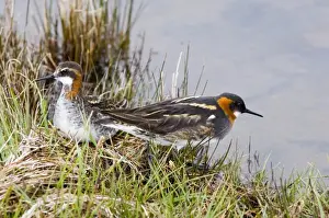 Shetland Prints: Red-necked Phalarope female & male Loch Funzie Shetland June