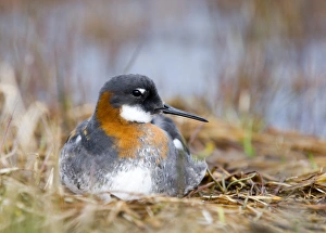 Fetlar Prints: Red-necked Phalarope female Shetland