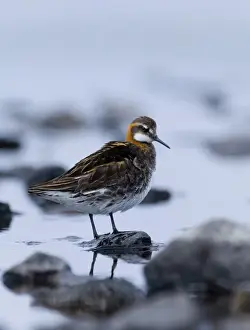 Fetlar Prints: Red-necked Phalarope male Loch Funzie Fetlar Shetland June