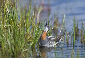 Red-necked Phalarope Phalaropus lobatus female taking a fly on Loch Funzie Fetlar