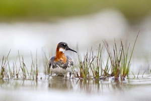 Red-necked Phalarope female Shetland