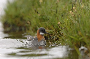 Red-necked Phalarope female Shetland
