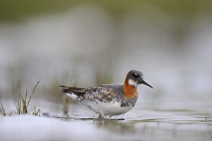 Red-necked Phalarope Phalaropus lobatus female on Loch Funzie Fetlar Shetland June Red-necked Phalarope Phalaropus lobatus female on Loch Funzie Fetlar Shetland June