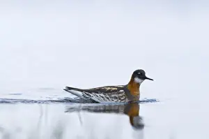 Shetland Prints: Red-necked Phalarope Phalaropus lobatus female on Loch Funzie Fetlar Shetland June