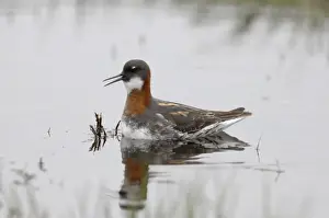 Red-necked Phalarope Phalaropus lobatus female on Loch Funzie Fetlar Shetland June