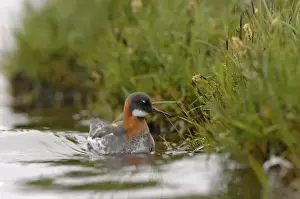 Red-necked Phalarope Phalaropus lobatus female on Loch Funzie Fetlar Shetland June