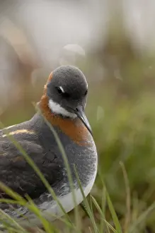 Red-necked Phalarope Phalaropus lobatus female on Loch Funzie Fetlar Shetland June
