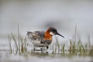 Red-necked Phalarope Phalaropus lobatus female on Loch Funzie Fetlar Shetland June