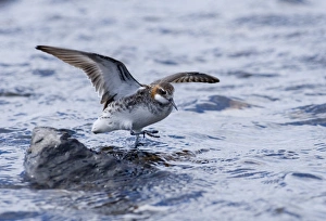 Red-necked Phalarope Phalaropus lobatus male on Loch Funzie Fetlar Shetland June Red-necked Phalarope Phalaropus lobatus male on Loch Funzie Fetlar Shetland June