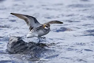 Red Necked Phalarope Prints: Red-necked Phalarope Phalaropus lobatus male on Loch Funzie Fetlar Shetland June