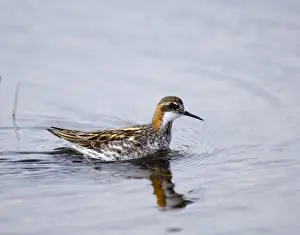 Fetlar Prints: Red-necked Phalarope (Phalaropus lobatus) male Loch Funzie RSPB Reserve Fetlar Shetland