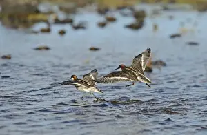 Shetland Prints: Red-necked Phalarope Phalaropus lobatus pair Shetland UK June