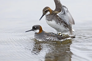 Red-necked Phalaropes mating Shetland June