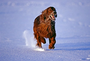 Running Prints: Red Setter running across frozen lake, Finland, winter