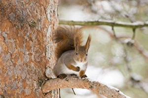 Mammal Prints: Red Squirrel Sciurus vulgaris Finland winter