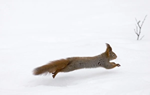 Red Squirrel Sciurus vulgaris running across snow Finland winter Red Squirrel Sciurus vulgaris running across snow Finland winter