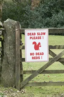 Wildlife Prints: Red Squirrel sign warning drivers to slow down near Derwent Water in Lake District