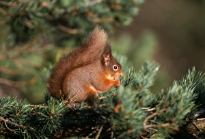 Red Squirrel, Speyside, Scotland, winter