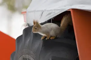 Mammal Prints: Red Squirrel on wheel of snow plough Oulu Finland winter