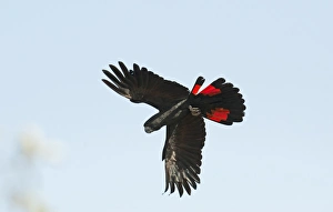Red-tailed Black Cockatoo Calyptorhynchus banksii Queensland Australia Red-tailed Black Cockatoo Calyptorhynchus banksii Queensland Australia