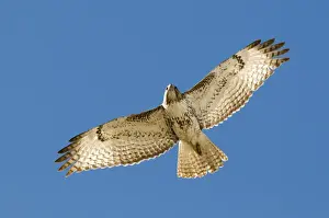Raptor Prints: Red-tailed Hawk Buteo jamaicensis juvenile New Mexico USA January