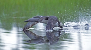 Red-throated Diver, Gavia stellata, adult taking off from pool Red-throated Diver, Gavia stellata, adult taking off from pool