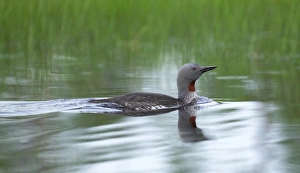 Diver Prints: Red-throated Diver, Gavia stellata, adult