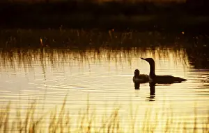 Red-throated Diver Gavia stellata adult with chick on lochan Shetland Scotland June