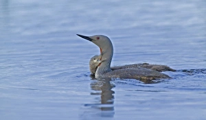 Red-throated Diver, Gavia stellata, adult with young